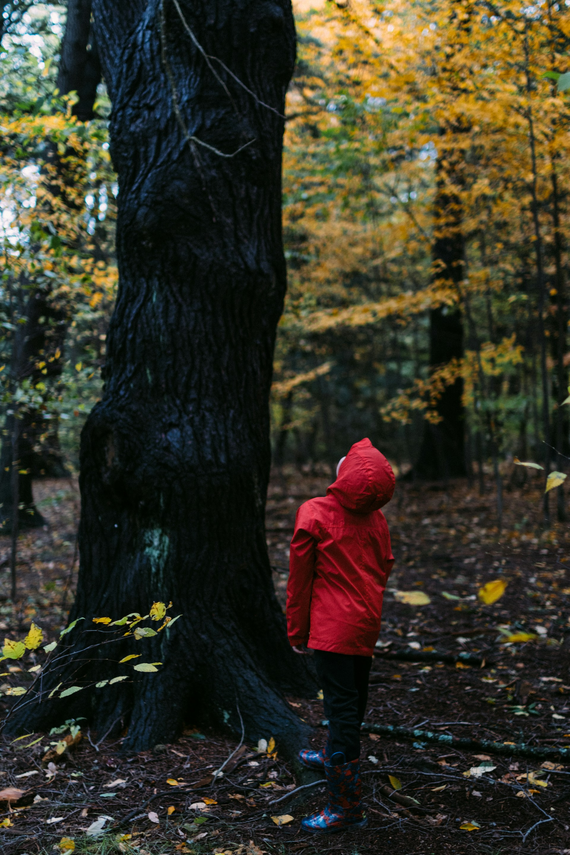 Children learning outdoors in a forest school setting