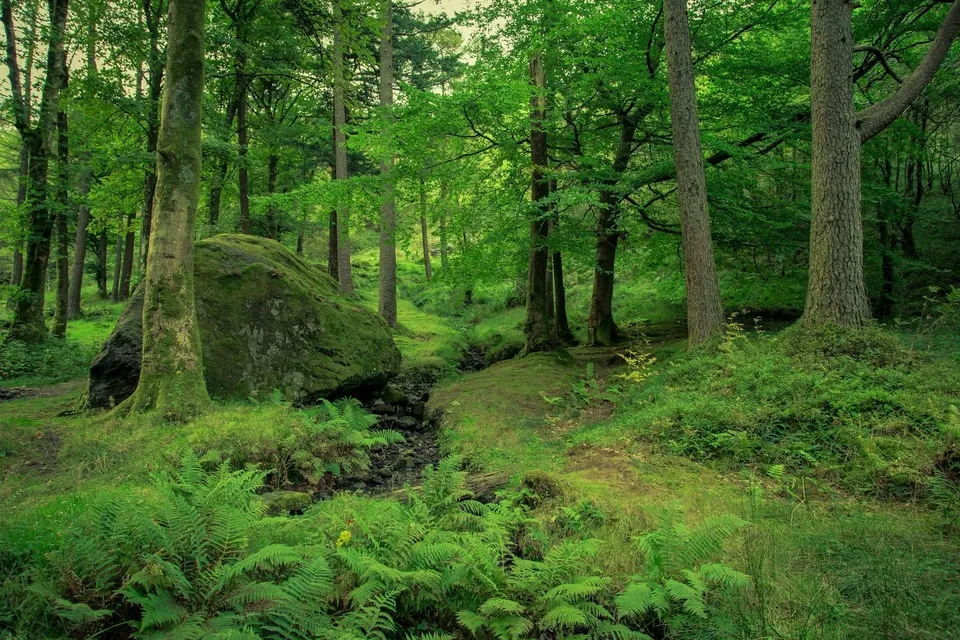 Children exploring and learning in a forest