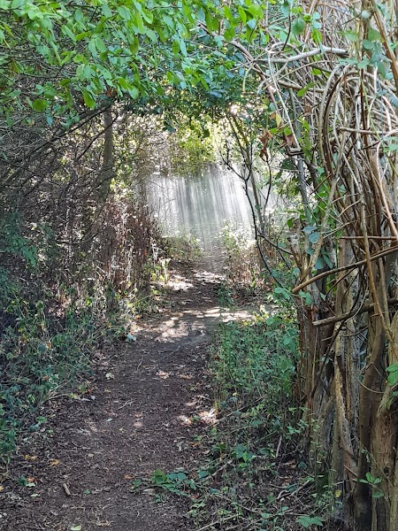 Scotswood Garden